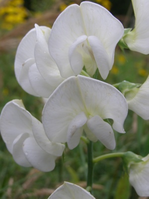 Lathyrus latifolius 'White Pearl' true